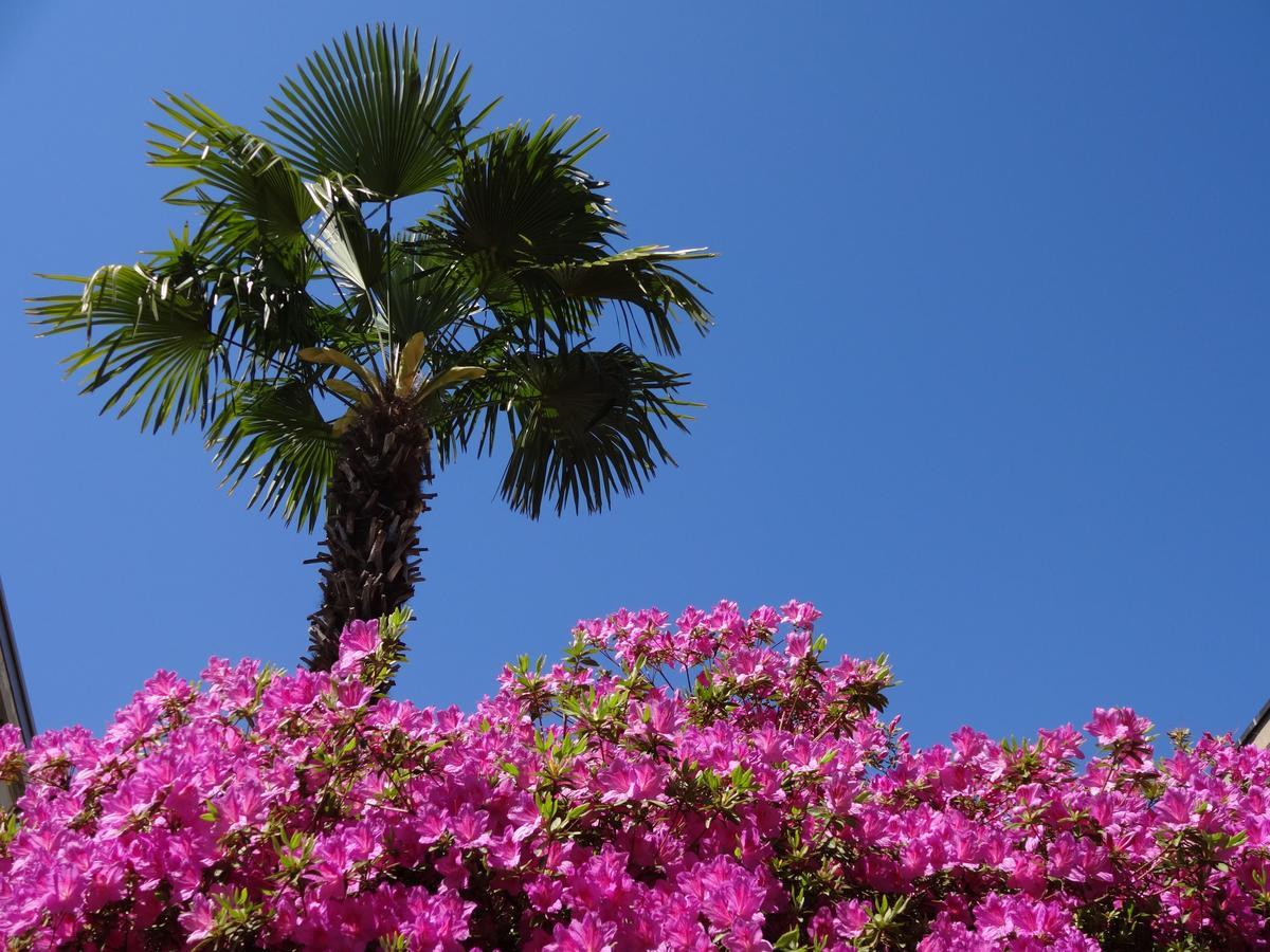 Residenza Paradiso Di Vacanze Minusio Exteriör bild